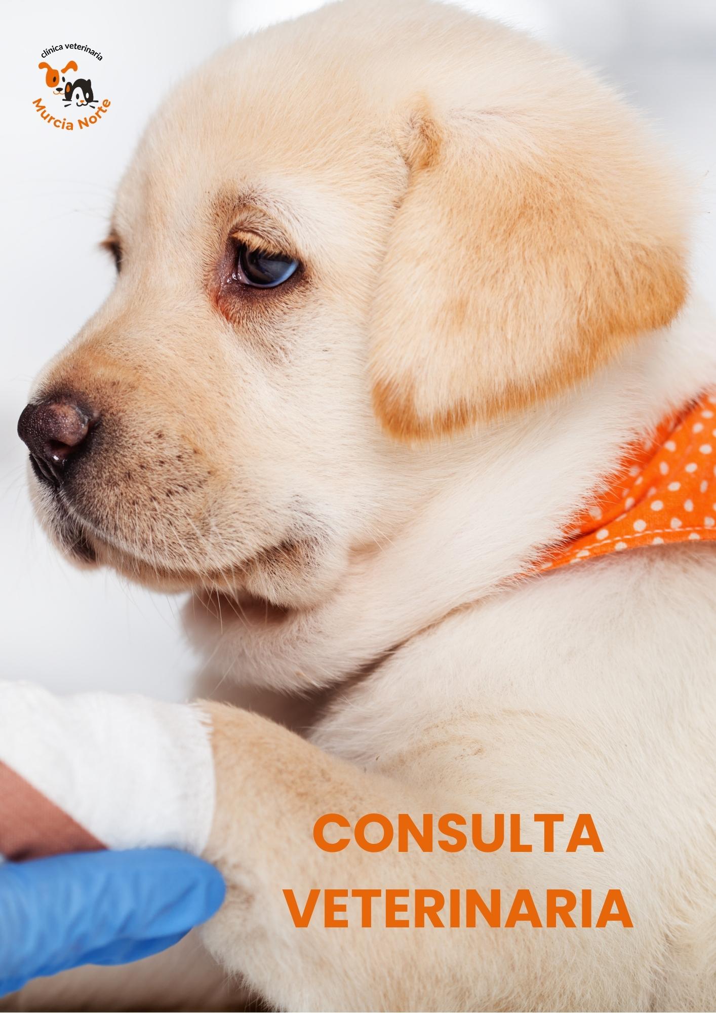 Consulta veterinaria en Murcia para perros y gatos